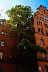 gallery/pexels-adrien-olichon-2817458